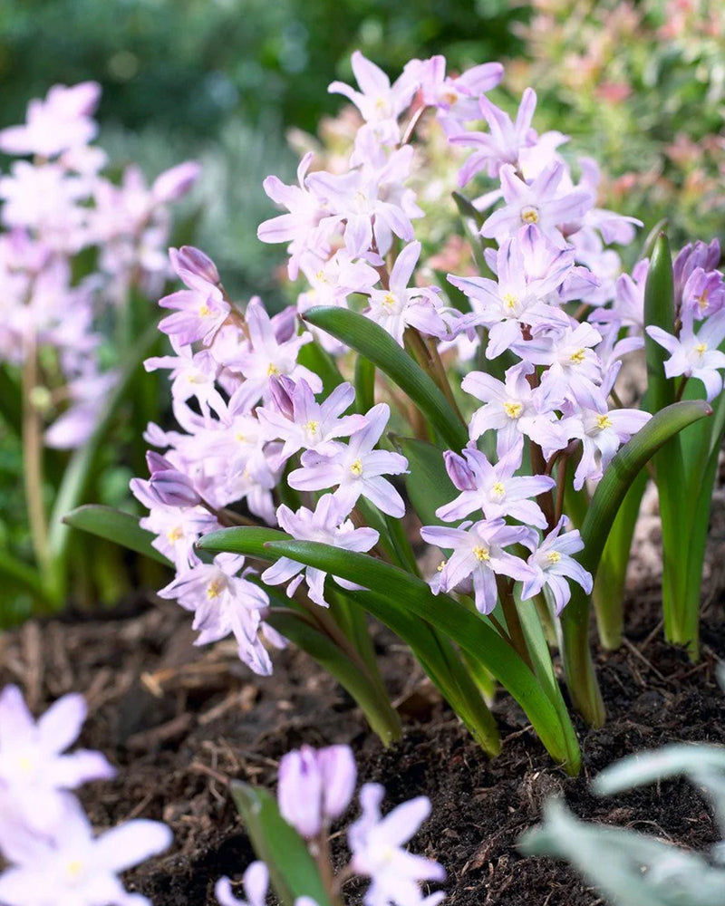 Plantogallery Chionodoxa Forbesii Imported Flower Bulbs Size 5/6 (Pink)