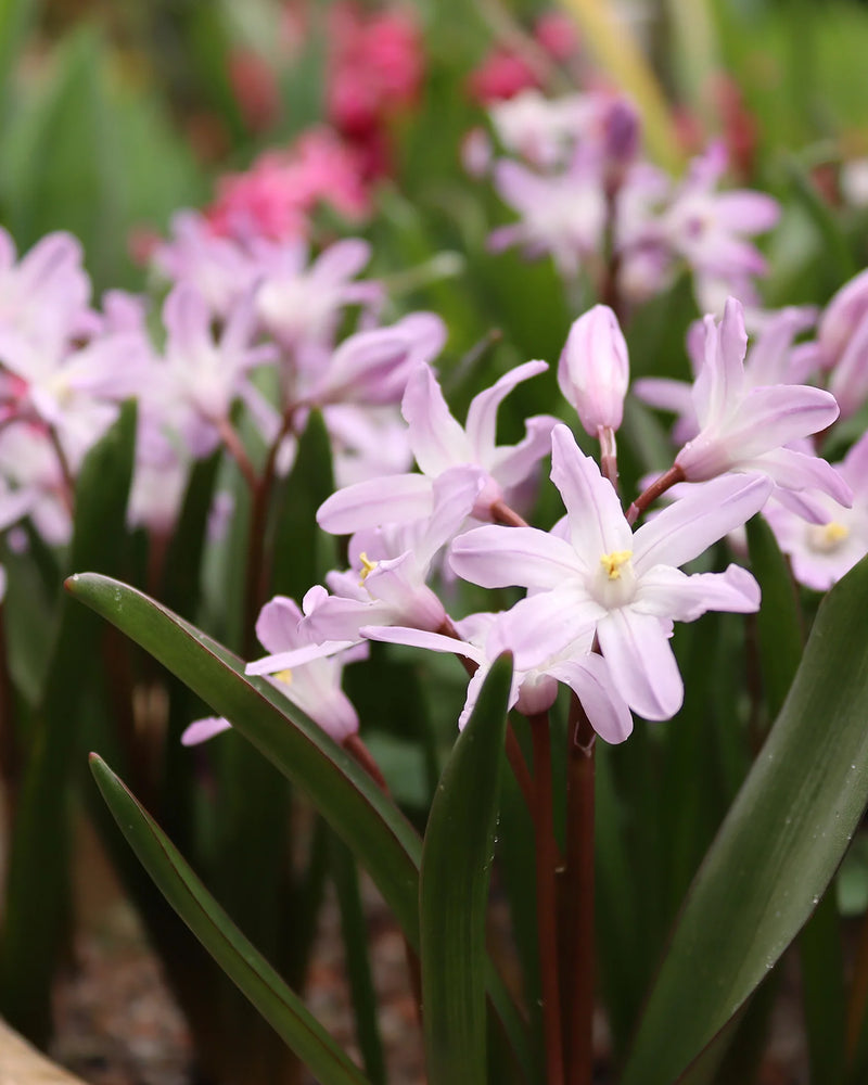 Plantogallery Chionodoxa Forbesii Imported Flower Bulbs Size 5/6 (Pink)