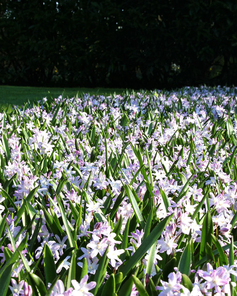 Plantogallery Chionodoxa Forbesii Imported Flower Bulbs Size 5/6 (Pink)