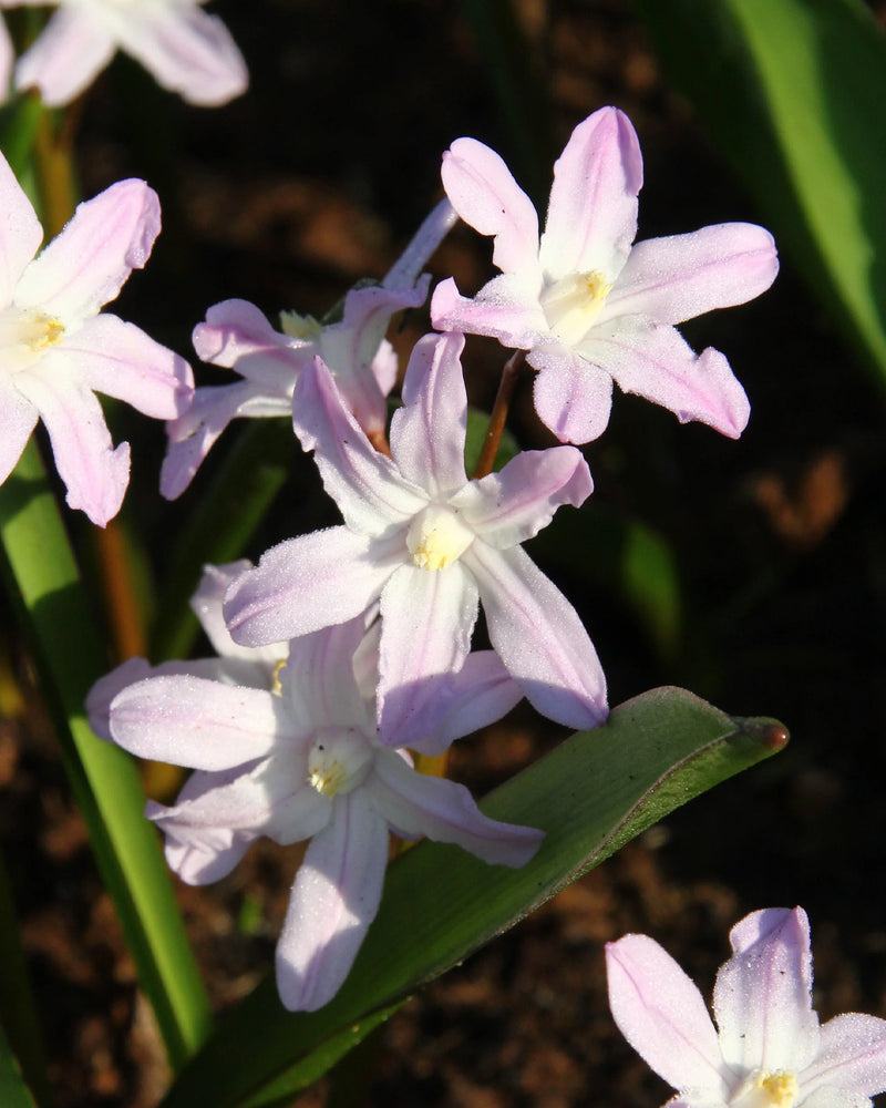 Plantogallery Chionodoxa Forbesii Imported Flower Bulbs Size 5/6 (Pink)