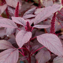 Amaranthus Red Cholai Vegetable Seed Pack of 200 Seeds