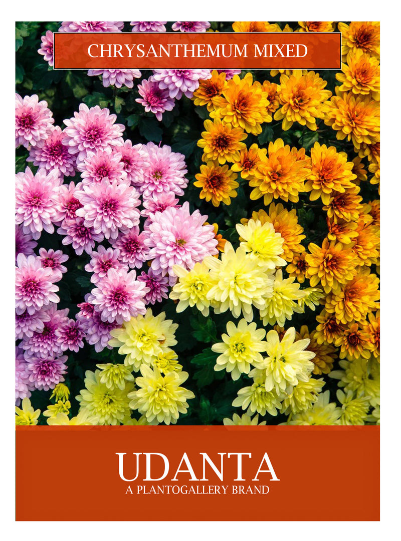Udanta Chrysanthemum Mix Winter Flowers Seeds Avg 30-40 Each Packet
