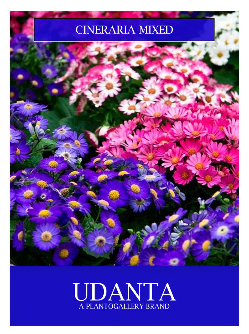 Udanta Cineraria Mix  Flowers Seeds For Beautiful Winter Gardening Avg 30-40 Each Packet