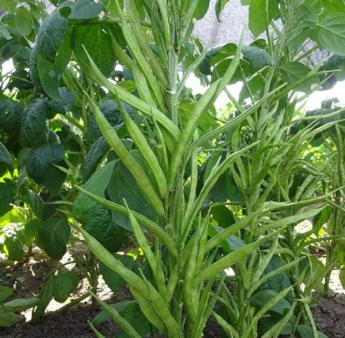 Gwar Phali - Cluster Beans Seeds for Kitchen Gardening - Pack of 50 Seeds