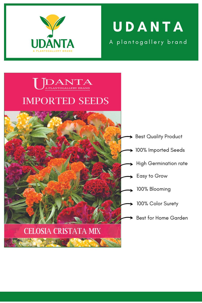 Udanta Imported Flower Seeds - Celosia Cristata Cockscomb Flower Seeds - Qty 1.6Gm (Mix) Pack of 2 Pkt