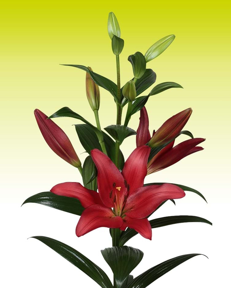 Plantogallery Lilium - Asiatic Lily Variety "Colares" Size 12/14 (Red)