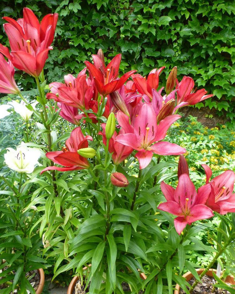 Plantogallery Lilium - Asiatic Lily Variety "Colares" Size 12/14 (Red)