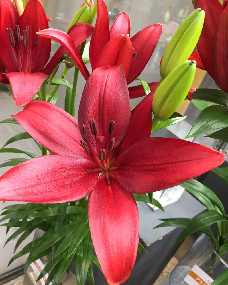 Plantogallery Lilium - Asiatic Lily Variety "Colares" Size 12/14 (Red)