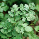 Dhania - Coriander Green Seeds for Home Gardening - Pack of 100 Seeds