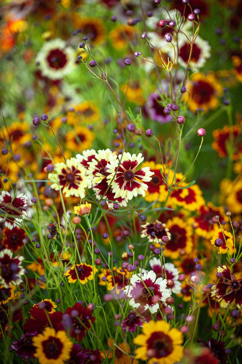 Coreopsis Flower Pack Of 10 Seeds(Mix)