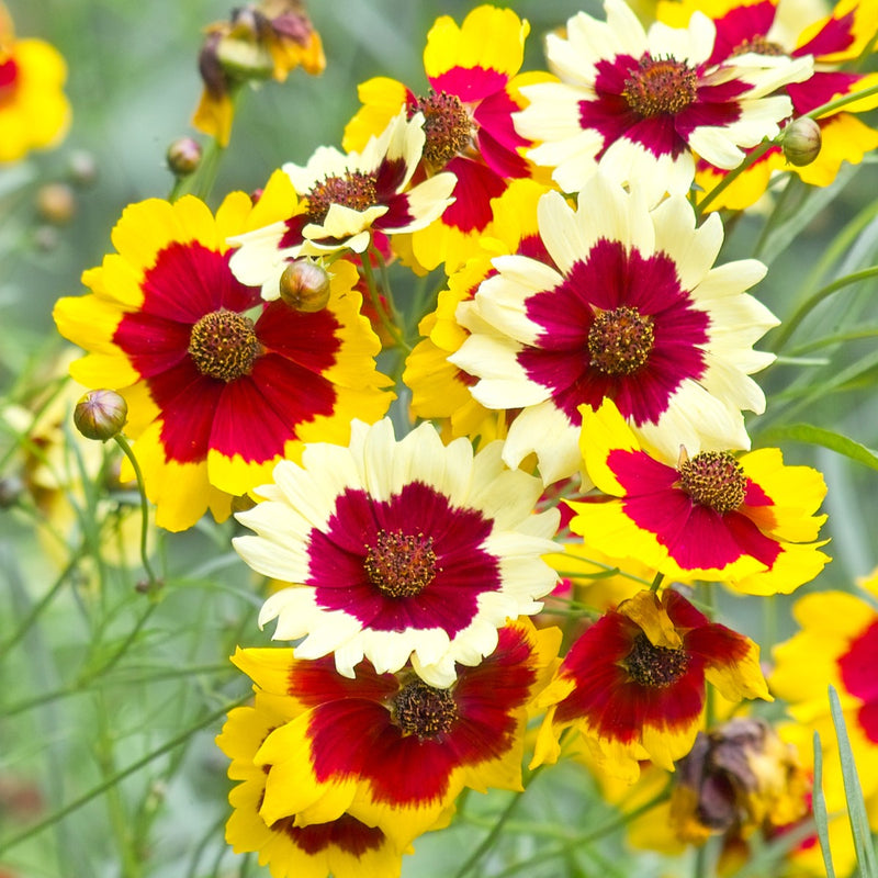 Coreopsis Flower Pack Of 10 Seeds(Mix)