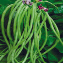 Cowpea Beans Seeds for Home Gardening - Pack of 50 Seeds