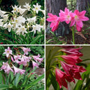 Crinum Lily Perennial Flower Bulbs