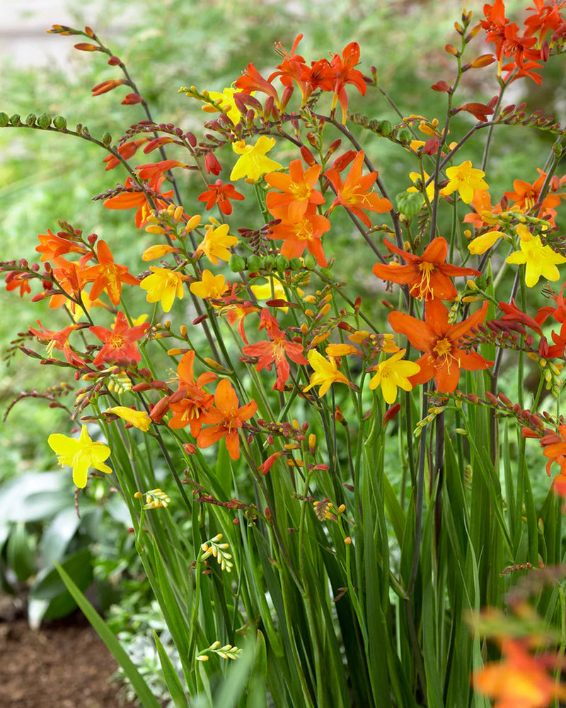 Plantogallery Crocosmia Flower Bulbs (Multicolor)