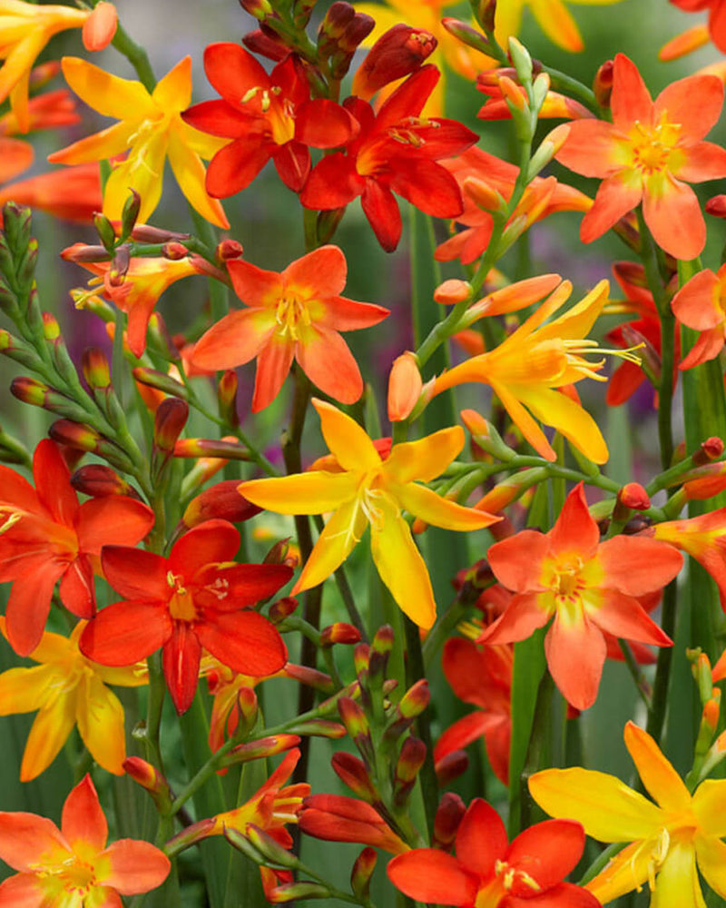 Plantogallery Crocosmia Flower Bulbs (Multicolor)