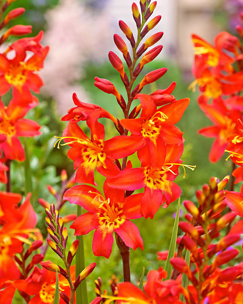 Plantogallery Crocosmia Flower Bulbs (Multicolor)