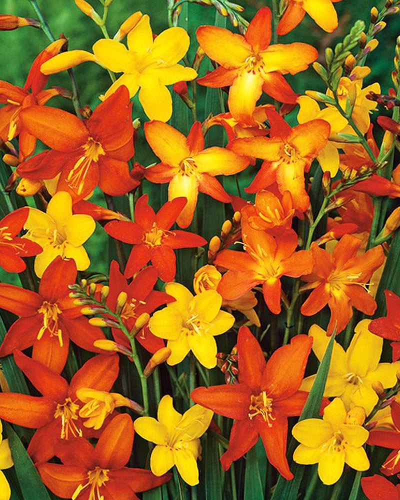 Plantogallery Crocosmia Flower Bulbs (Multicolor)