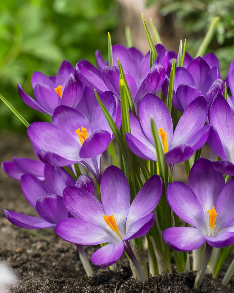 Plantogallery Crocus Flower Record Imported Flower Bulbs Size 5/6 (Blue)