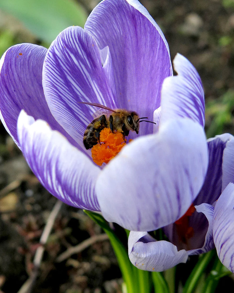 Plantogallery Crocus Pickwick Imported Flower Bulbs Size 5/6 (Biocolor)