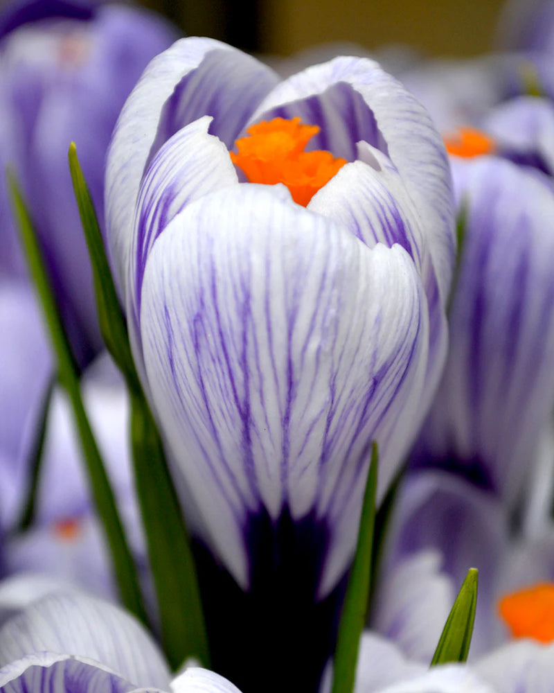 Plantogallery Crocus Pickwick Imported Flower Bulbs Size 5/6 (Biocolor)