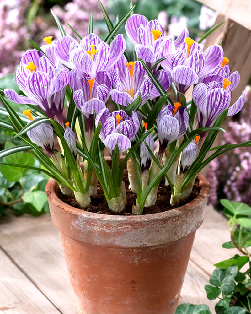 Plantogallery Crocus Pickwick Imported Flower Bulbs Size 5/6 (Biocolor)