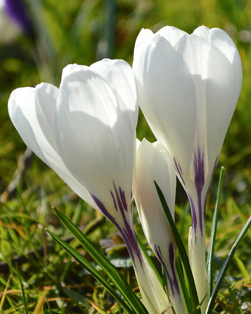 Plantogallery Crocus Jeanne D'arc Imported Flower Bulbs Size 5/6 (White)