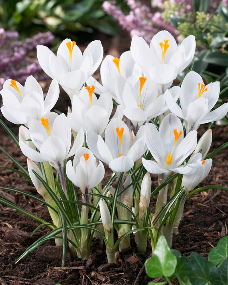 Plantogallery Crocus Jeanne D'arc Imported Flower Bulbs Size 5/6 (White)