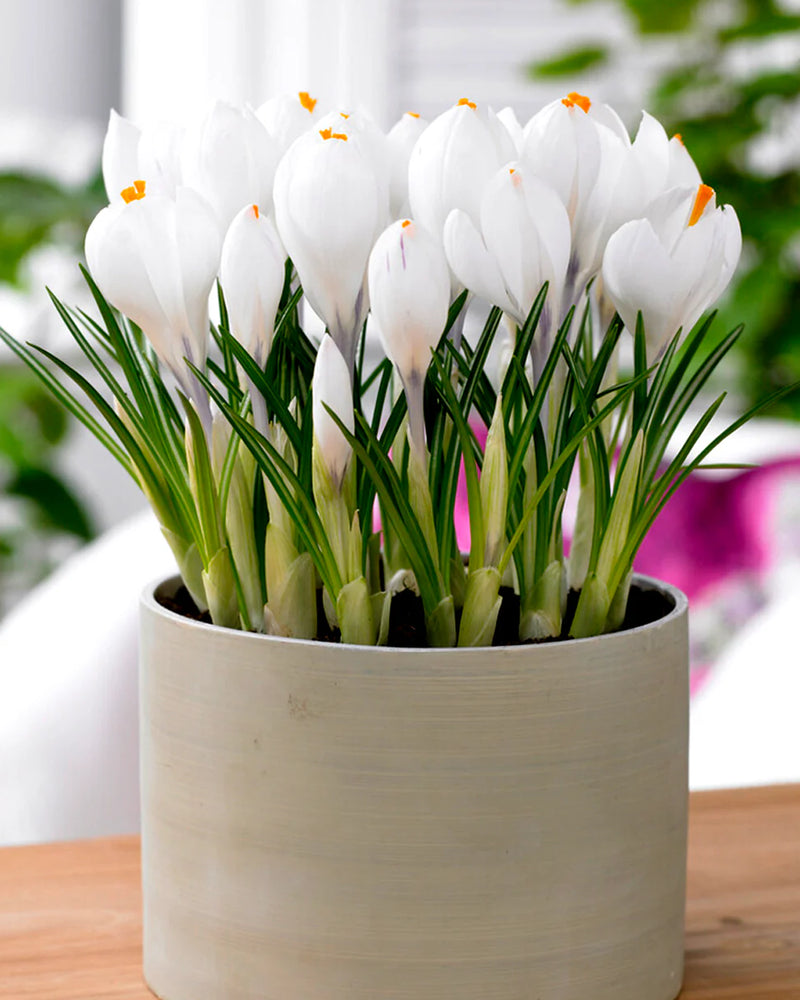 Plantogallery Crocus Jeanne D'arc Imported Flower Bulbs Size 5/6 (White)