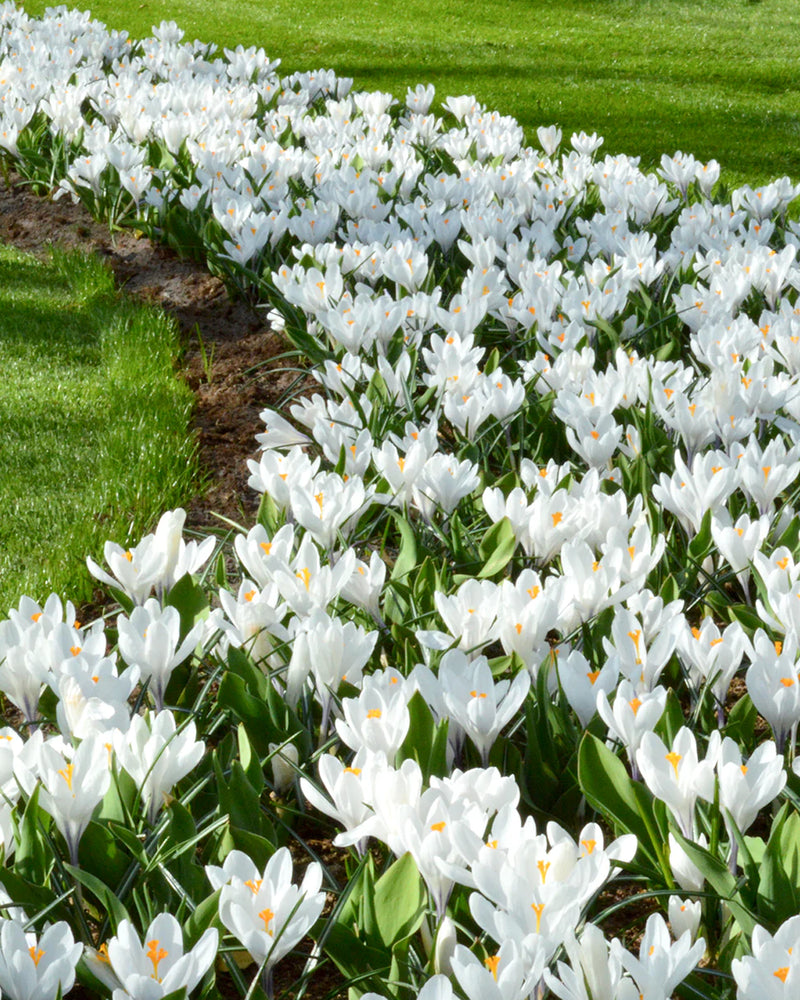 Plantogallery Crocus Jeanne D'arc Imported Flower Bulbs Size 5/6 (White)