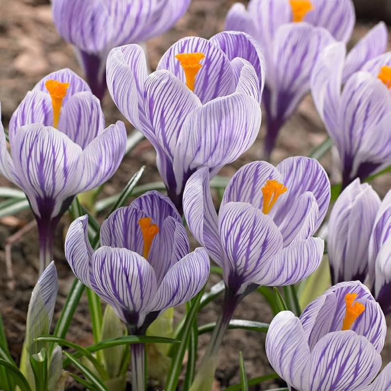 Plantogallery Crocus Pickwick Imported Flower Bulbs Size 7/8