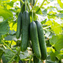 Kheera - Cucumber Seeds for Home Gardening - Pack of 50 Seeds