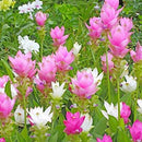 Curcuma Flower Bulbs for Summer Gardening