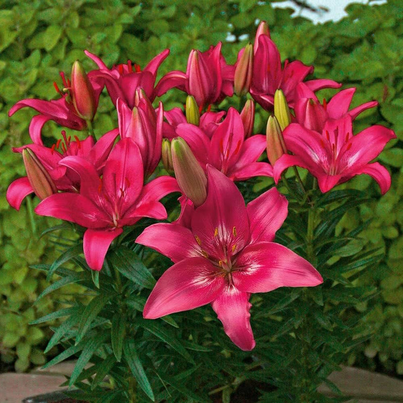 Plantogallery Pot Lilium Dwarf Variety "Trendy Dacota" (Dark Pink)