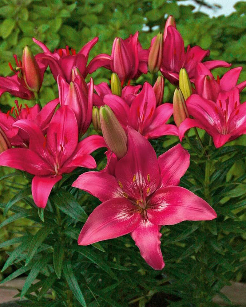 Plantogallery Pot Lilium Dwarf Variety "Trendy Dacota" (Dark Pink)