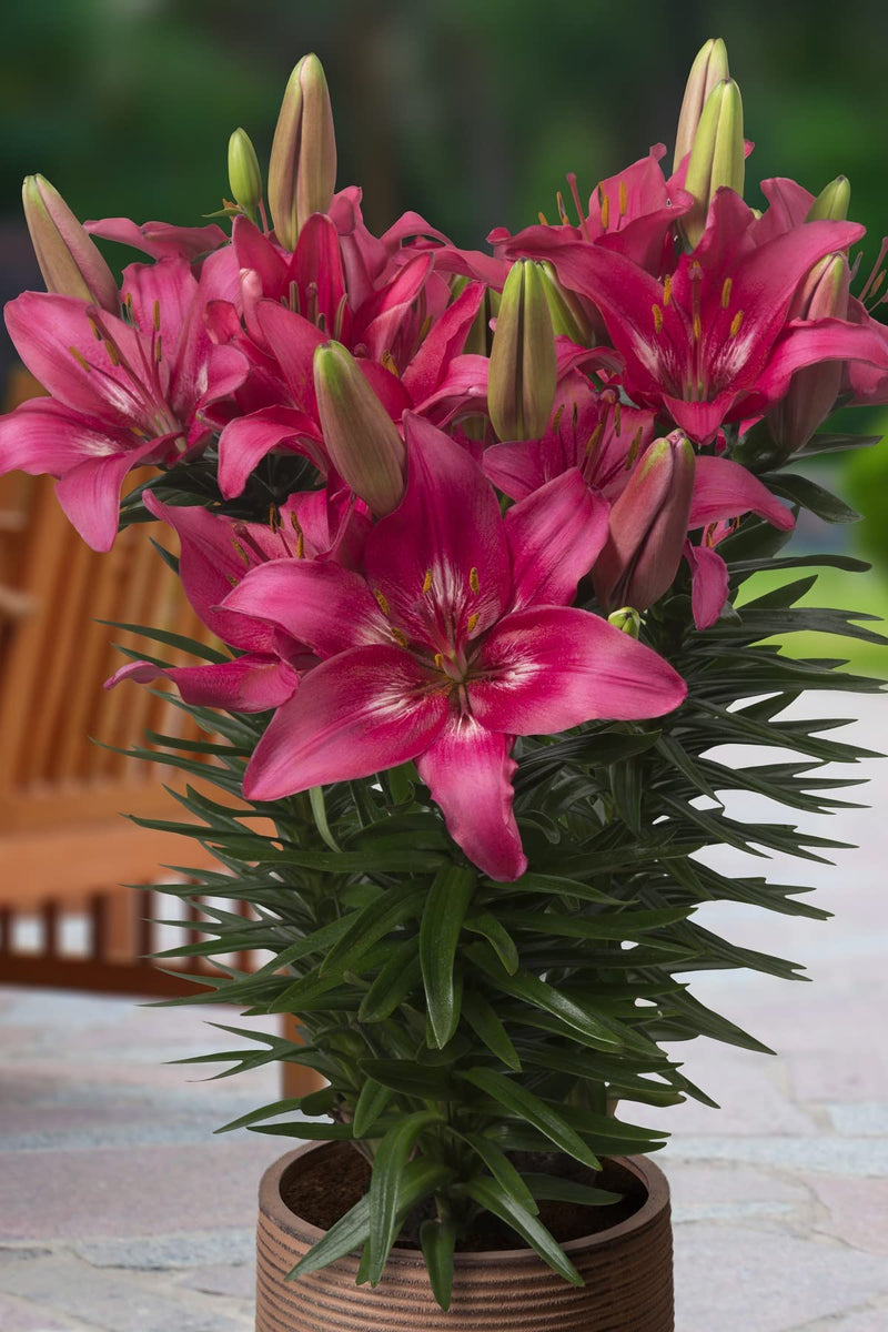 Plantogallery Pot Lilium Dwarf Variety "Trendy Dacota" (Dark Pink)