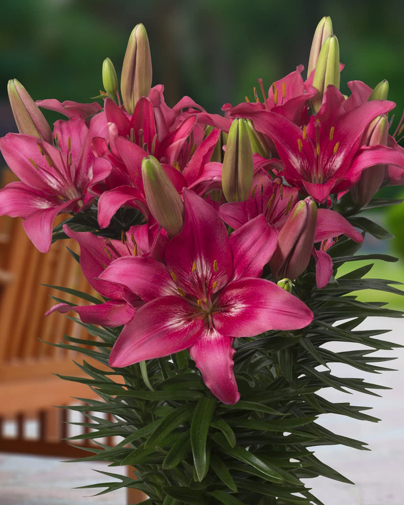 Plantogallery Pot Lilium Dwarf Variety "Trendy Dacota" (Dark Pink)