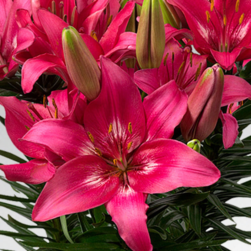 Plantogallery Pot Lilium Dwarf Variety "Trendy Dacota" (Dark Pink)