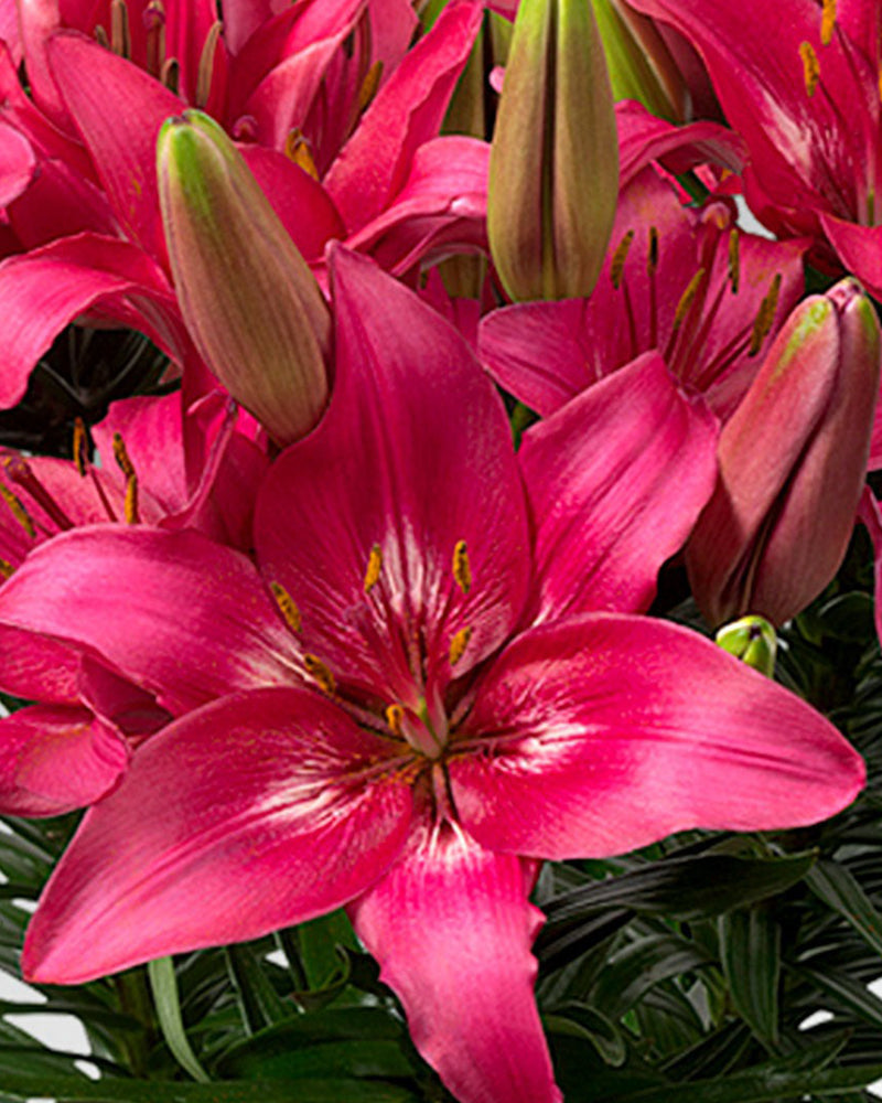 Plantogallery Pot Lilium Dwarf Variety "Trendy Dacota" (Dark Pink)