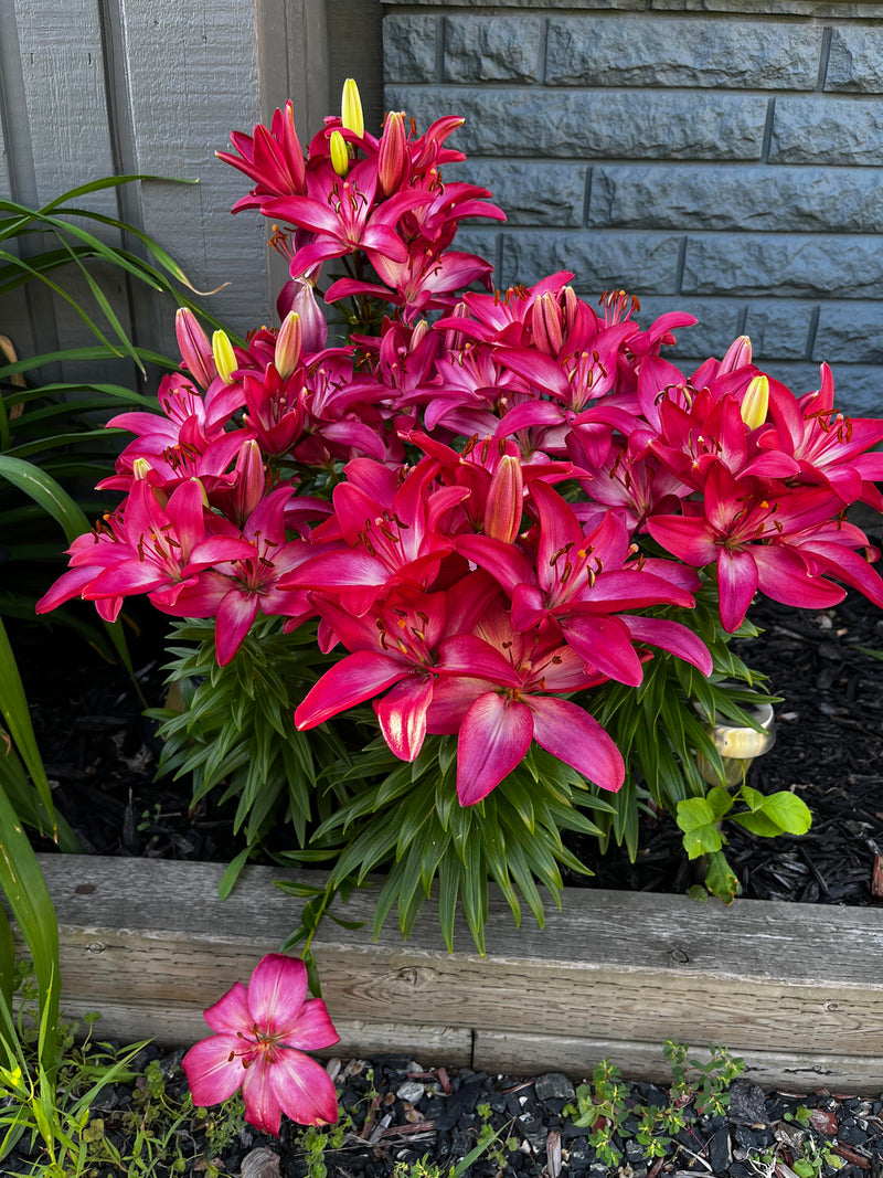 Plantogallery Pot Lilium Dwarf Variety "Trendy Dacota" (Dark Pink)