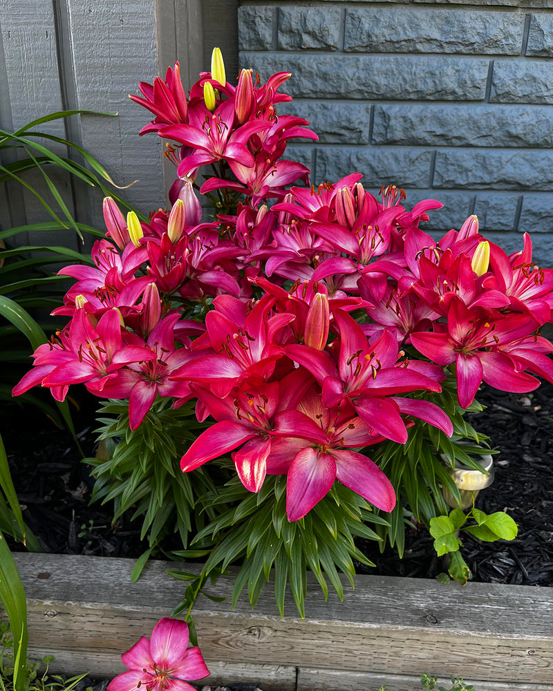 Plantogallery Pot Lilium Dwarf Variety "Trendy Dacota" (Dark Pink)