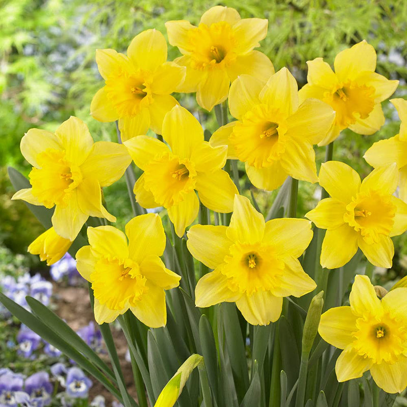 Plantogallery Daffodil Dutch Master Imported Flower Bulbs Size 14/16