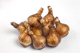 Plantogallery Daffodil Tahiti Imported Flower Bulbs Size 14/16