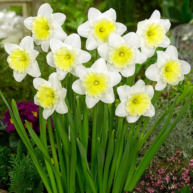 Plantogallery Daffodil Ice Follies Imported Flower Bulbs Size 14/16