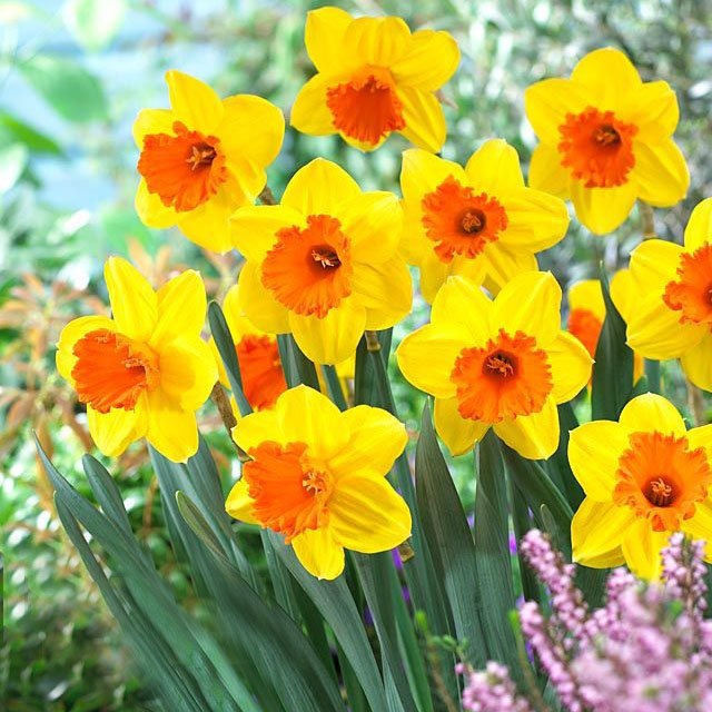 Plantogallery Daffodil Mary Bohannon Imported Flower Bulbs Size 14/16