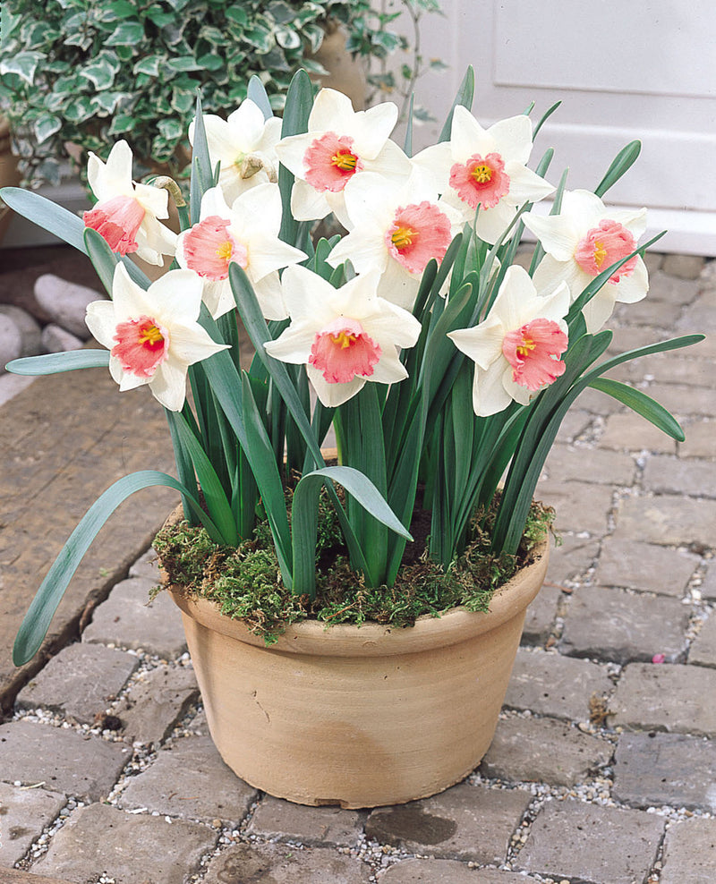 Plantogallery Daffodil Salome Imported Flower Bulbs Size 14/16