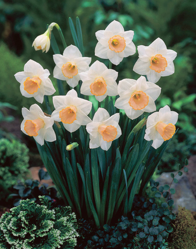 Plantogallery Daffodil Salome Imported Flower Bulbs Size 14/16
