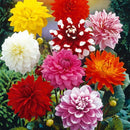 Vibrant Dahlia Flower Bulbs – Colorful Blooms for Every Garden