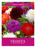 Udanta Dahlia Mix Winter Season Flowers Seeds Avg 30-40 Each Packet