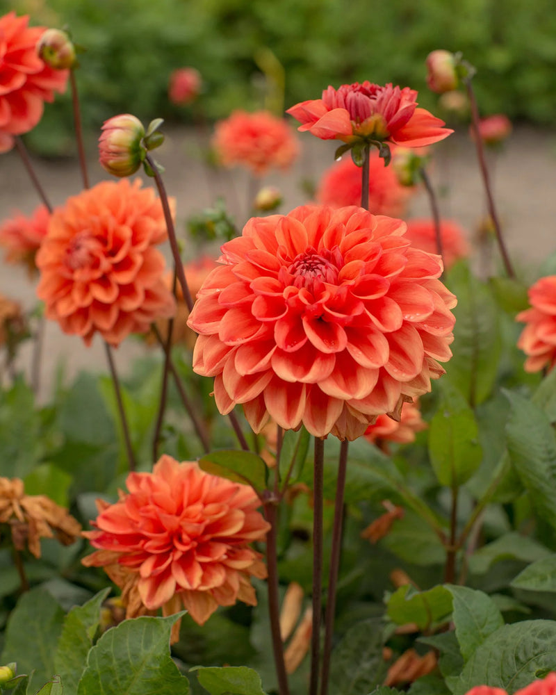 Plantogallery Dahlia Flower Bulbs (Orange)