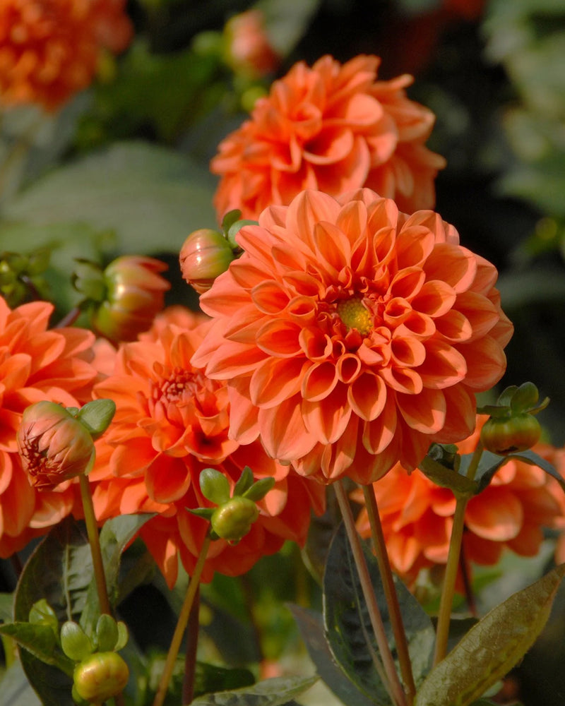 Plantogallery Dahlia Flower Bulbs (Orange)